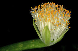 Imagem de Haemanthus albiflos Jacq.