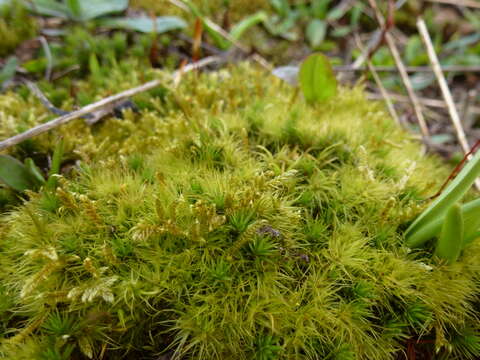 Image of Broom Moss