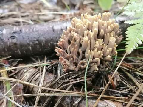 Imagem de Ramaria pallida (Schaeff.) Ricken 1920