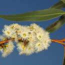 صورة Eucalyptus petraea D. J. Carr & S. G. M. Carr