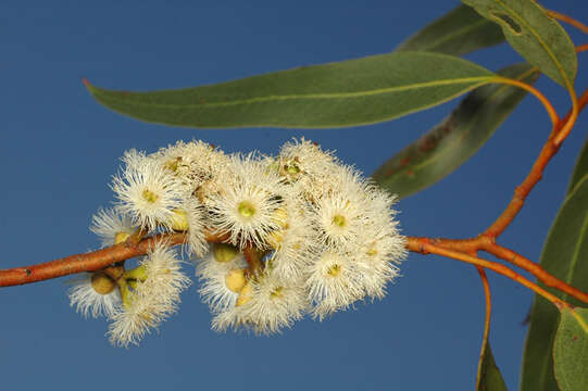 Image of Eucalyptus petraea D. J. Carr & S. G. M. Carr