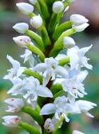 Image of Cypress-knee helmet orchid