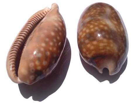 Image of measled cowrie