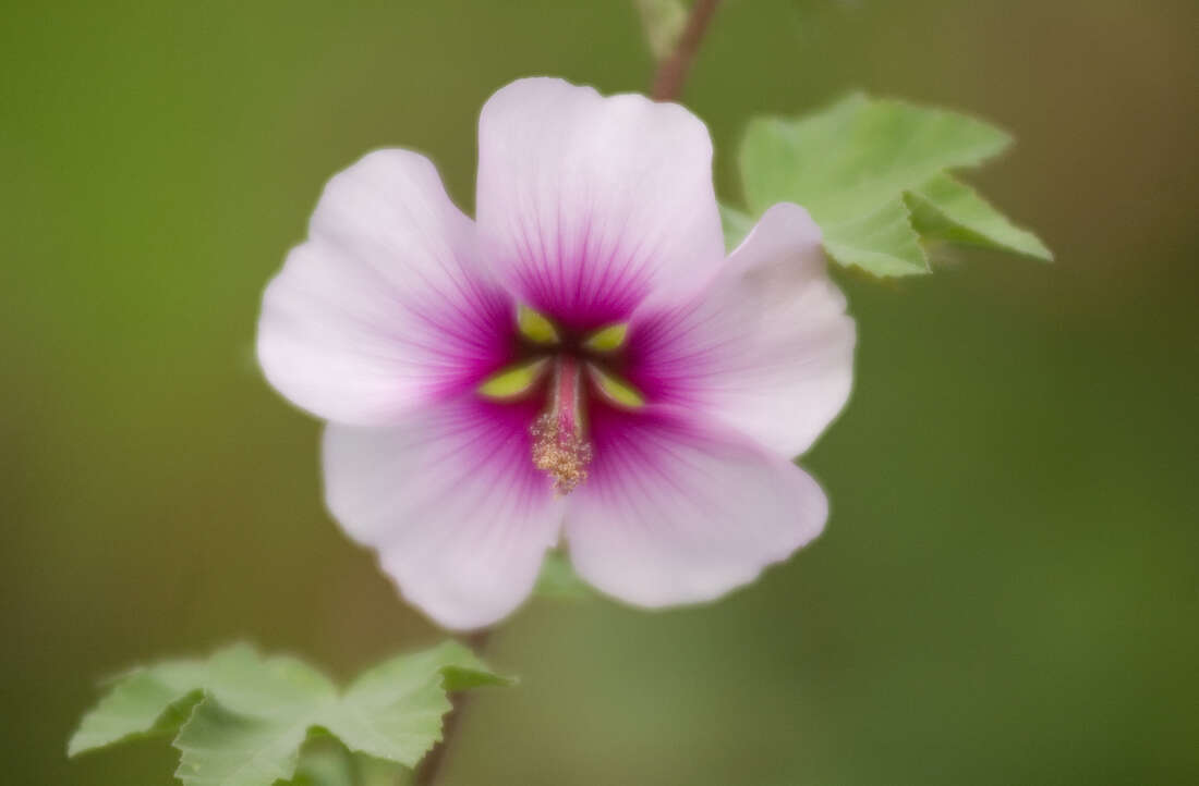 Imagem de Malva subovata (DC.) Molero & J. M. Monts.