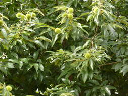 Image of Sweet Chestnut