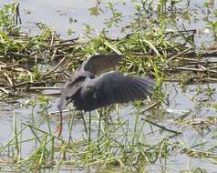 Image of Pied Heron