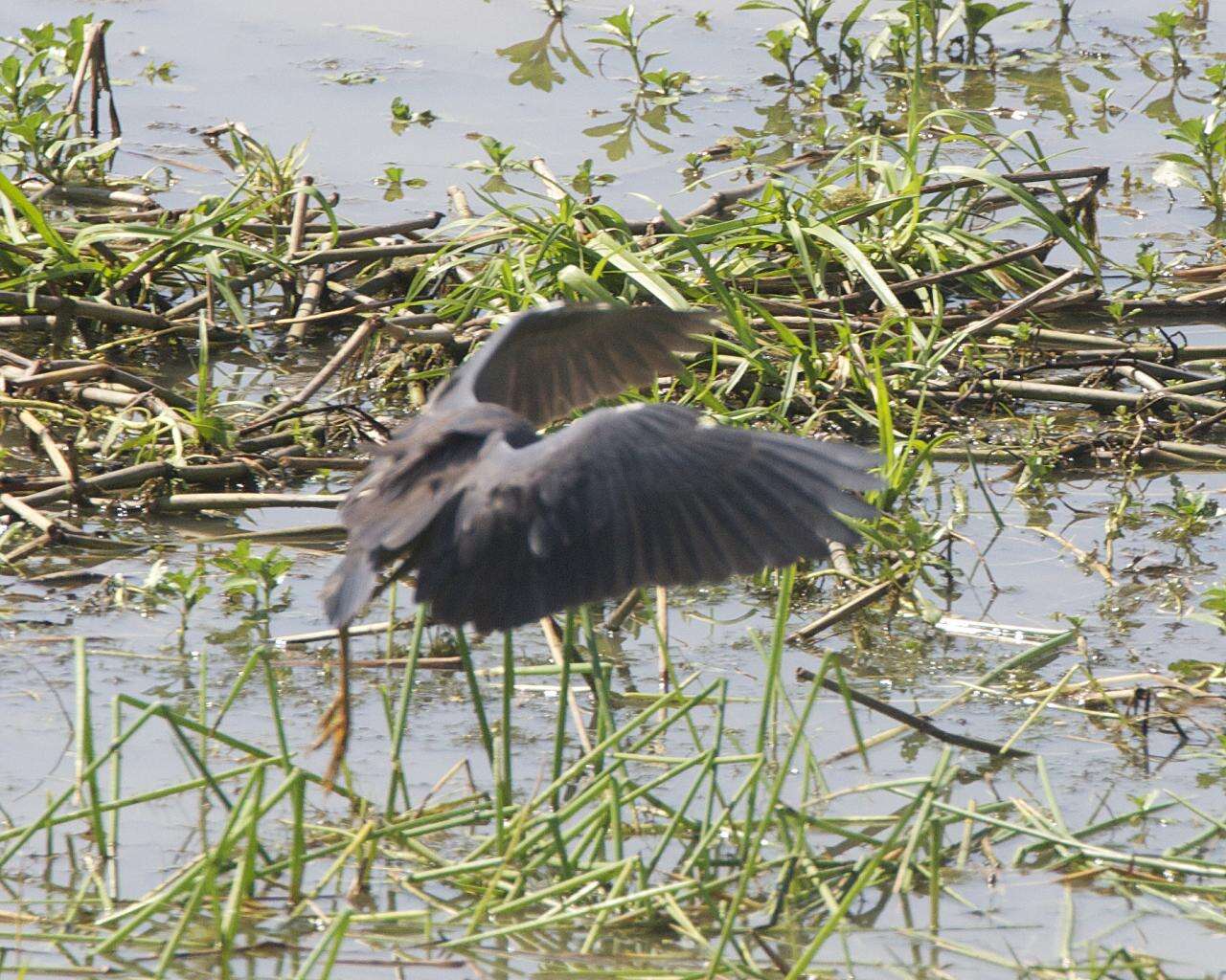 Image of Pied Heron