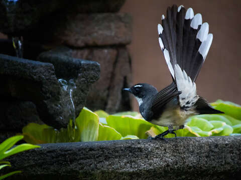 Image of Philippine Pied Fantail