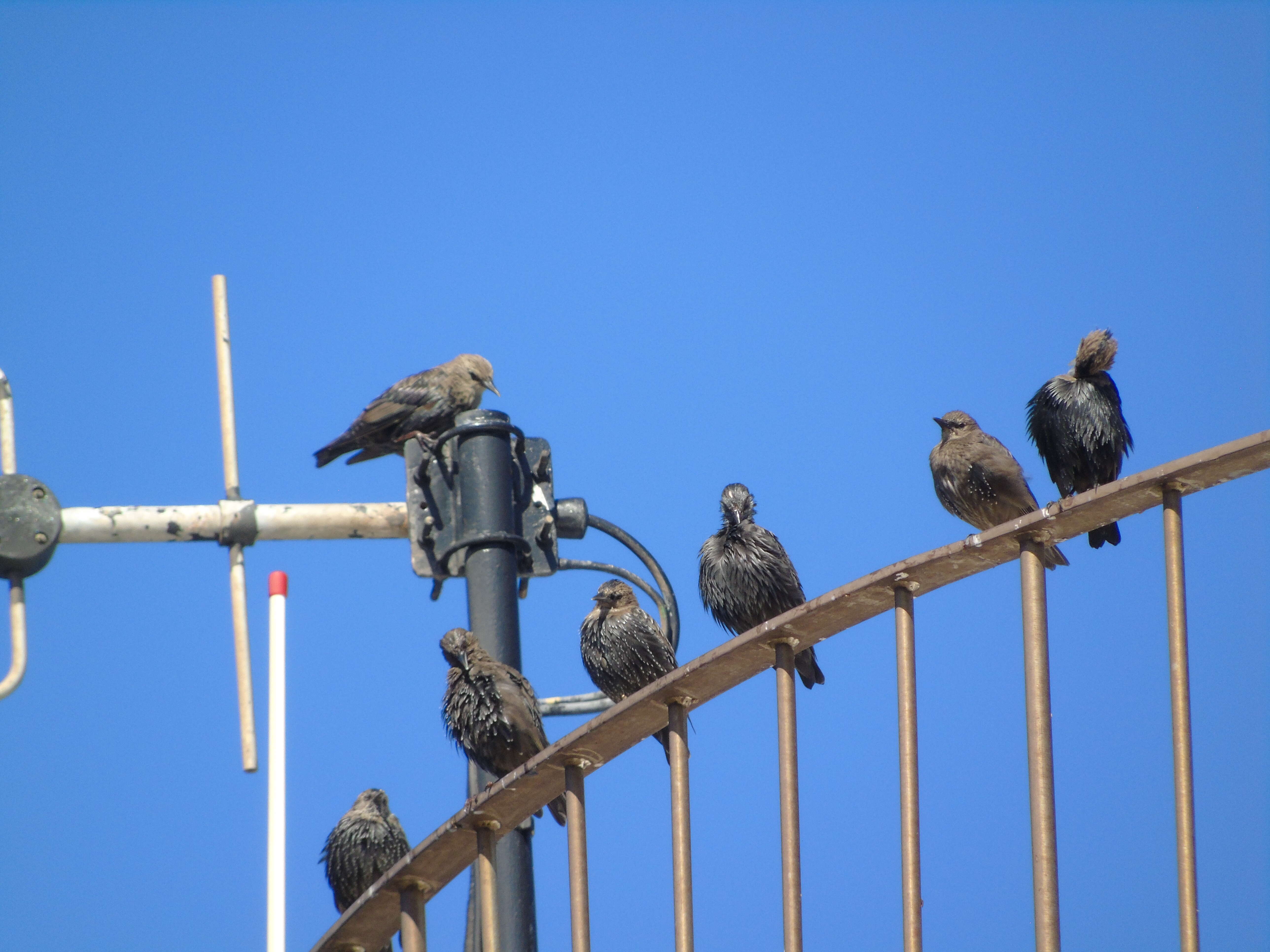 Image of Spotless Starling