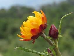 Image of bracted strawflower