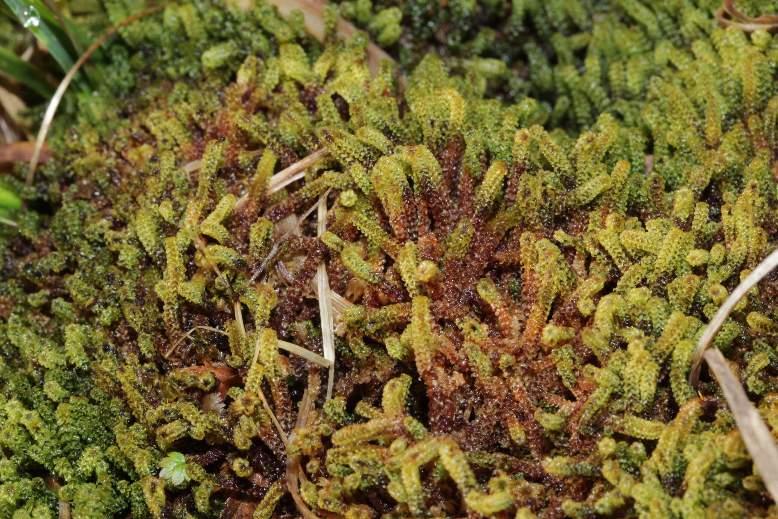 Image of paludella moss