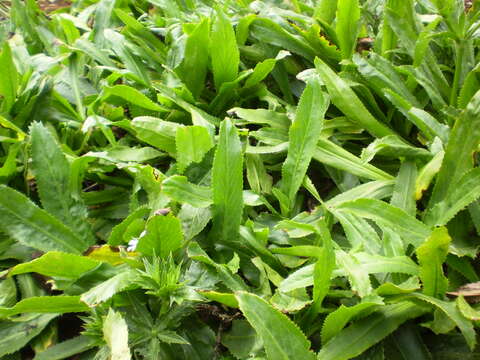 Eryngium foetidum L. resmi