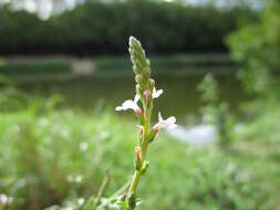 Image of herb of the cross