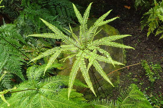 Plancia ëd Sticherus flabellatus (R. Br.) H. St. John