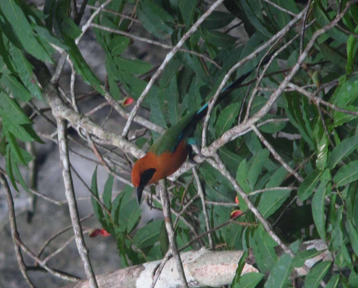 Image of Rufous Motmot