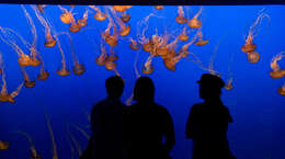 Image of Atlantic sea nettle