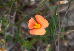 Image of Dwarf Wedge-pea