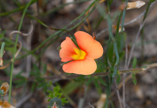 Image of Dwarf Wedge-pea