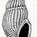 Image of Mitromorpha multicostata May 1911