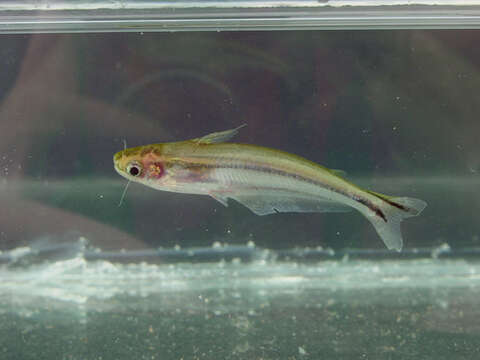 Image of African Glass Catfish
