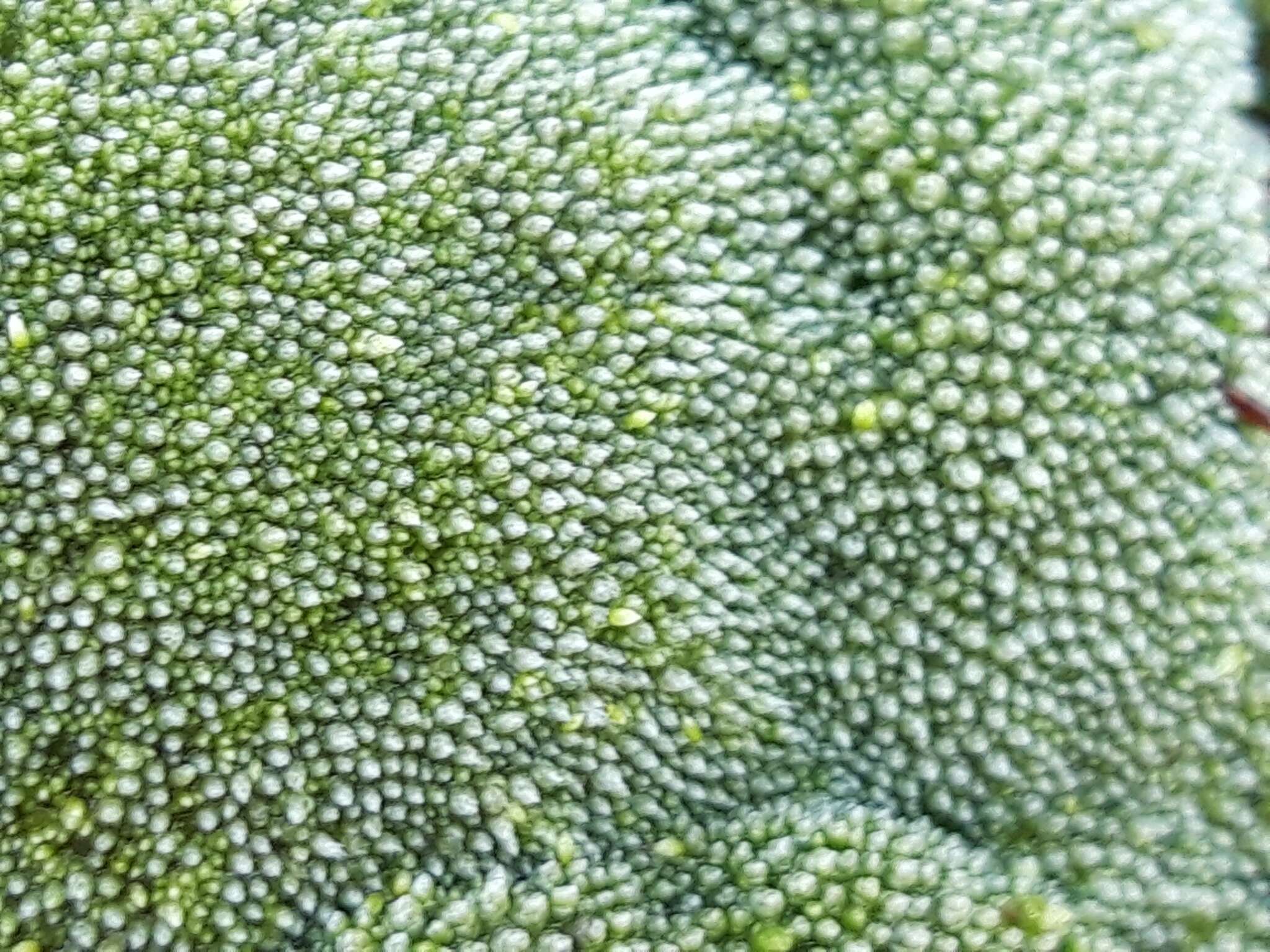 Image of silvergreen bryum moss