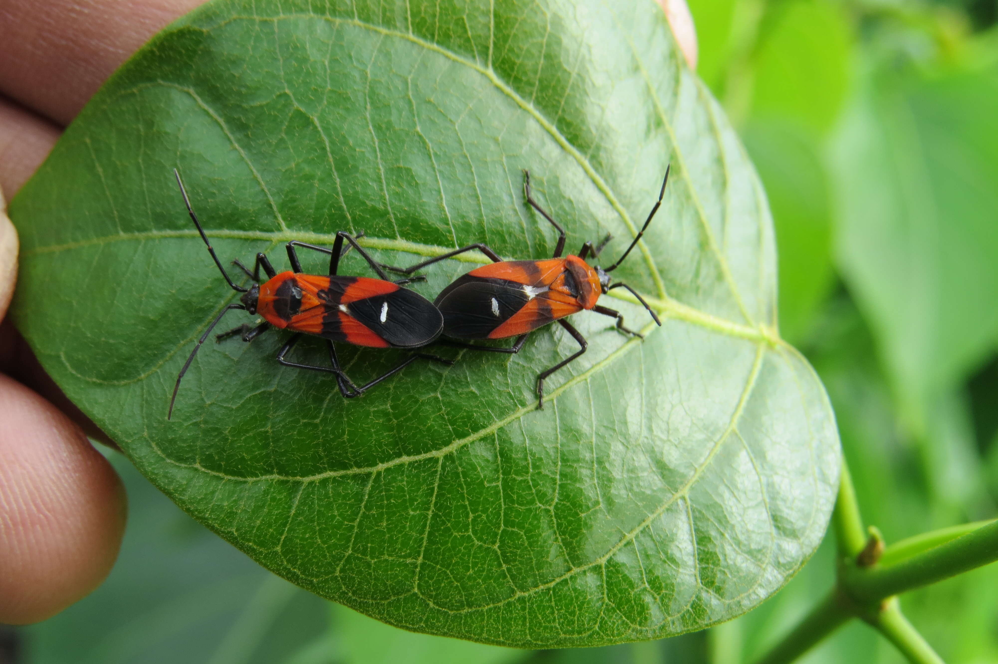 Image of Marsdenia volubilis (L. fil.) Cooke