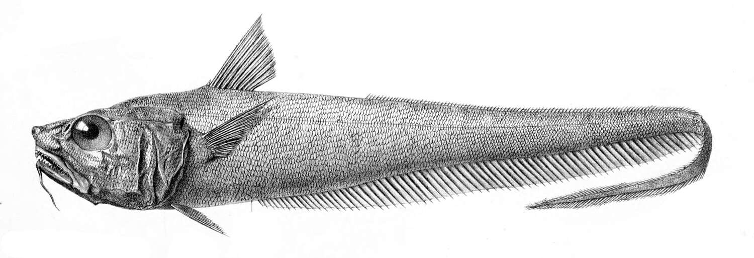 Image of Common Atlantic Grenadier