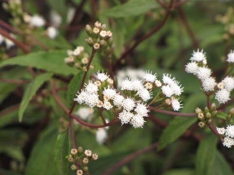 Image of spreading snakeroot