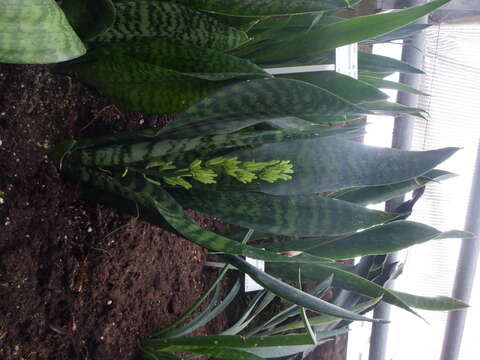 Imagem de Sansevieria masoniana Chahin.