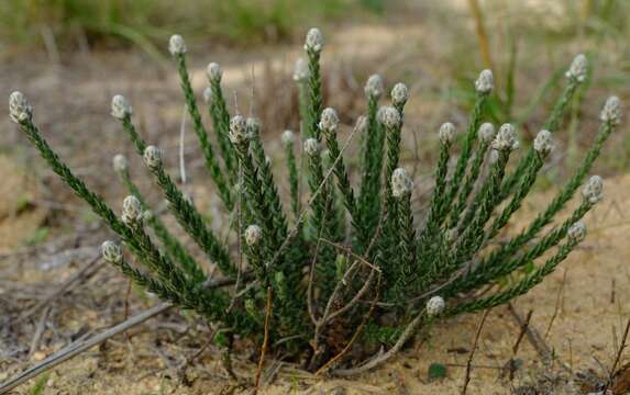 Image of Featherhead