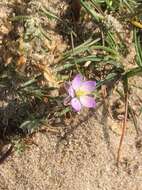 Image of red sandspurry