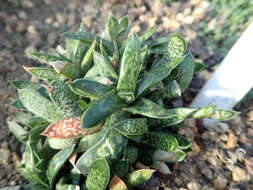 Image of Gasteria obliqua (Aiton) Duval