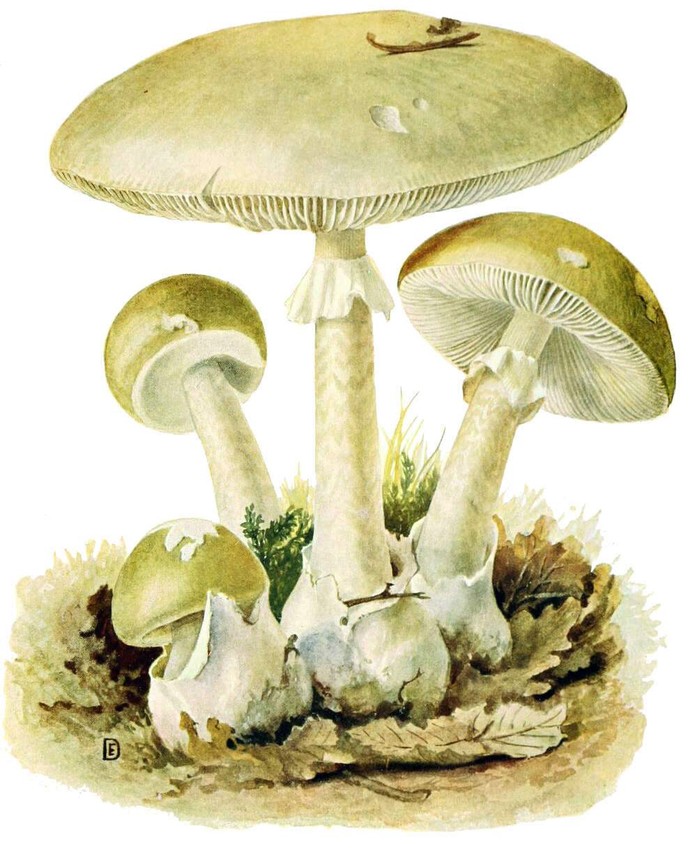 Image of Death cap