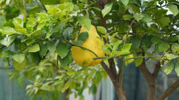 Image of Citrus maxima