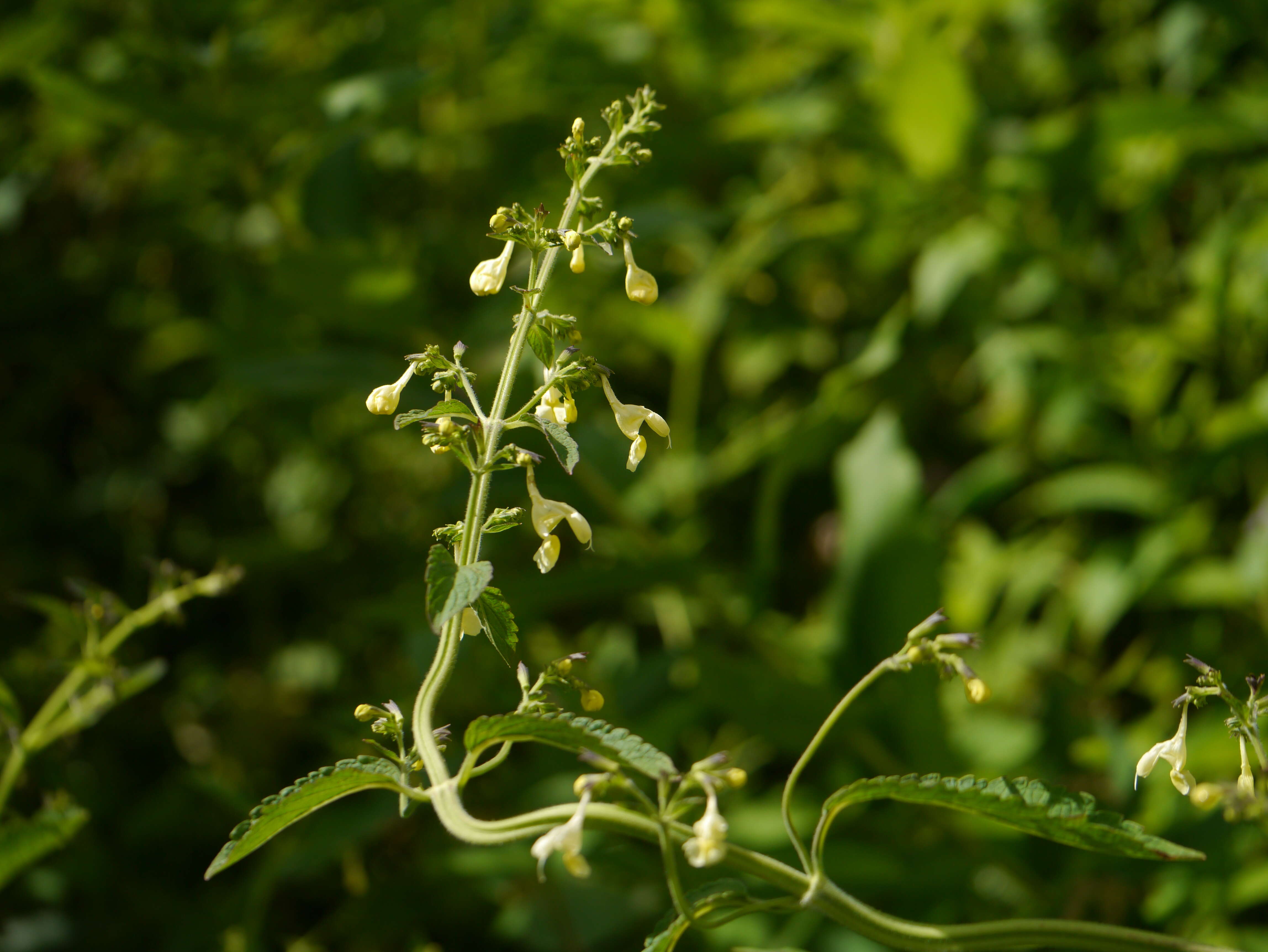 Plancia ëd Nepeta govaniana (Wall. ex Benth.) Benth.