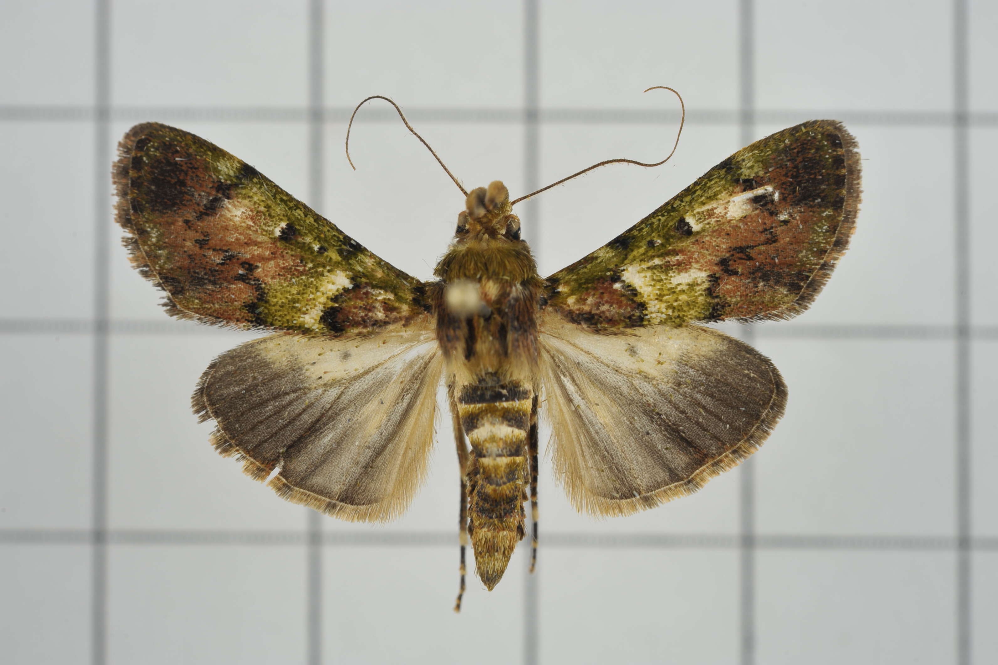 Image of Teliphasa nubilosa Moore