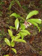 Image of Alseuosmia quercifolia A. Cunn.