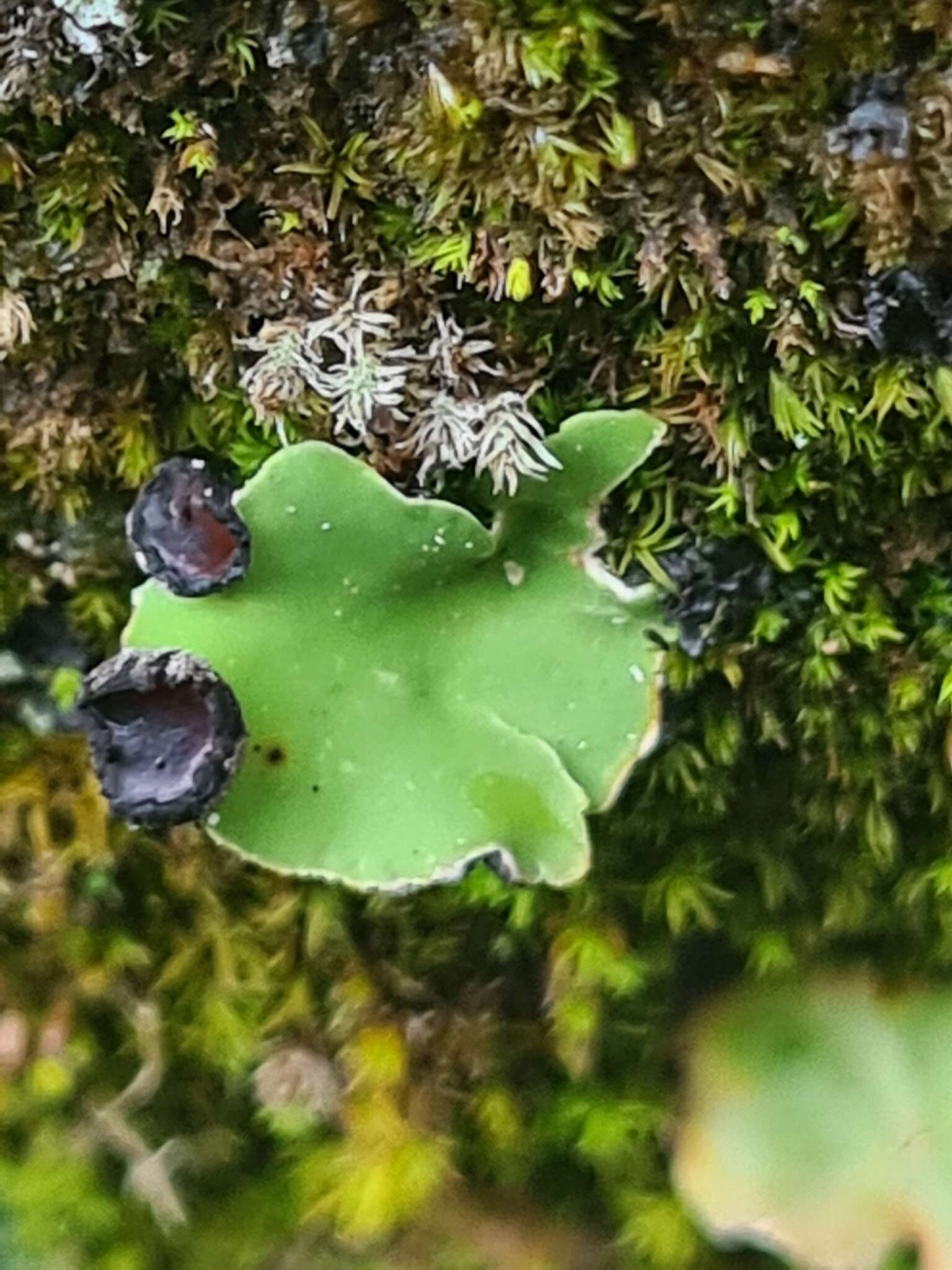 Слика од Peltigera venosa (L.) Hoffm.