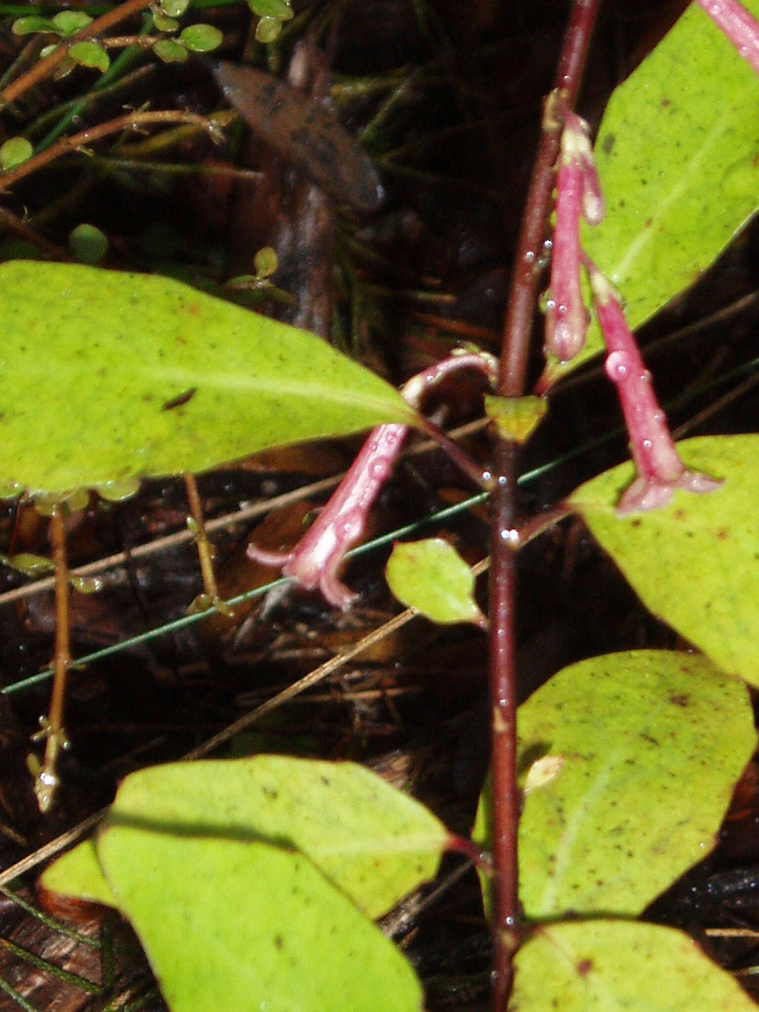 Image of Alseuosmia quercifolia A. Cunn.