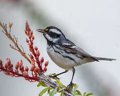 Image of Black-throated Grey Warbler