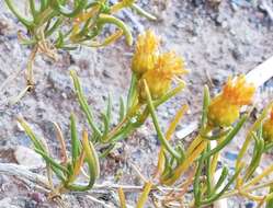 Image de Pteronia pallens L. fil.