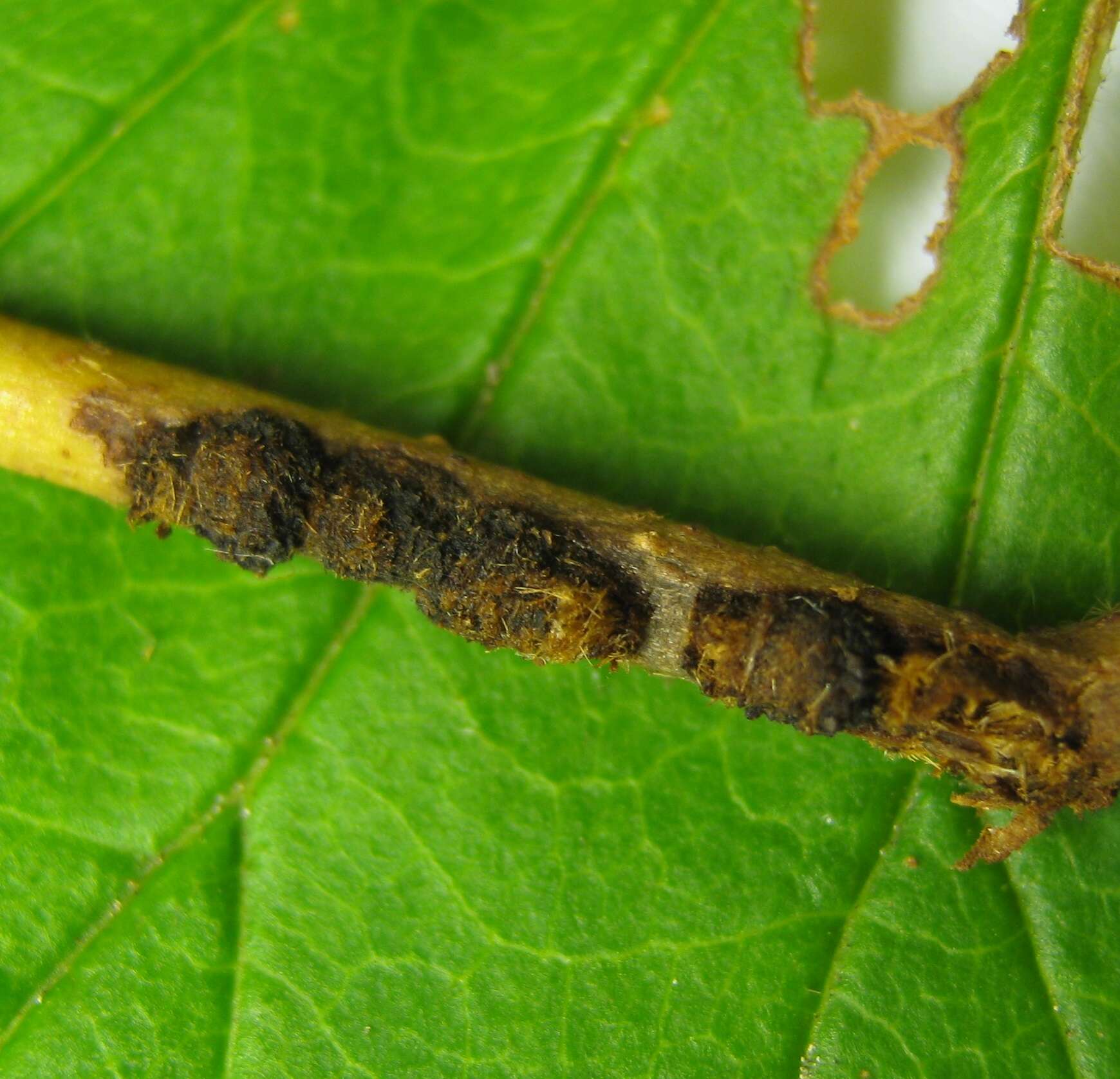 Image of Viburnum leaf beetle