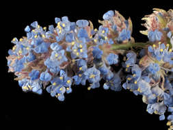 Image of blueblossom