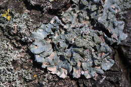 Image of Hammered shield lichen