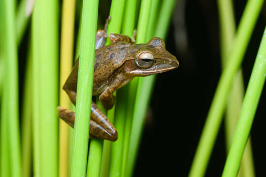 Image of Common Tree Frog