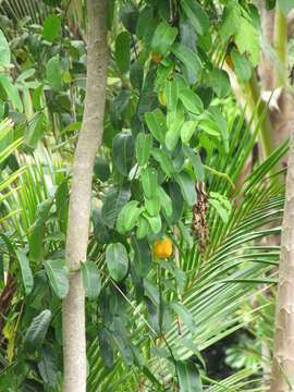 Image de Passiflora laurifolia L.