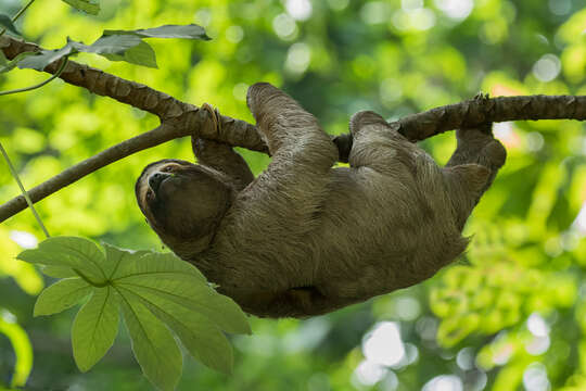 Image of Brown-throated Three-toed Sloth