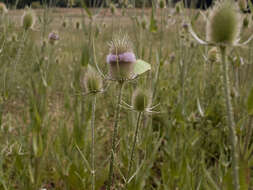 Image of Dipsacus fullonum