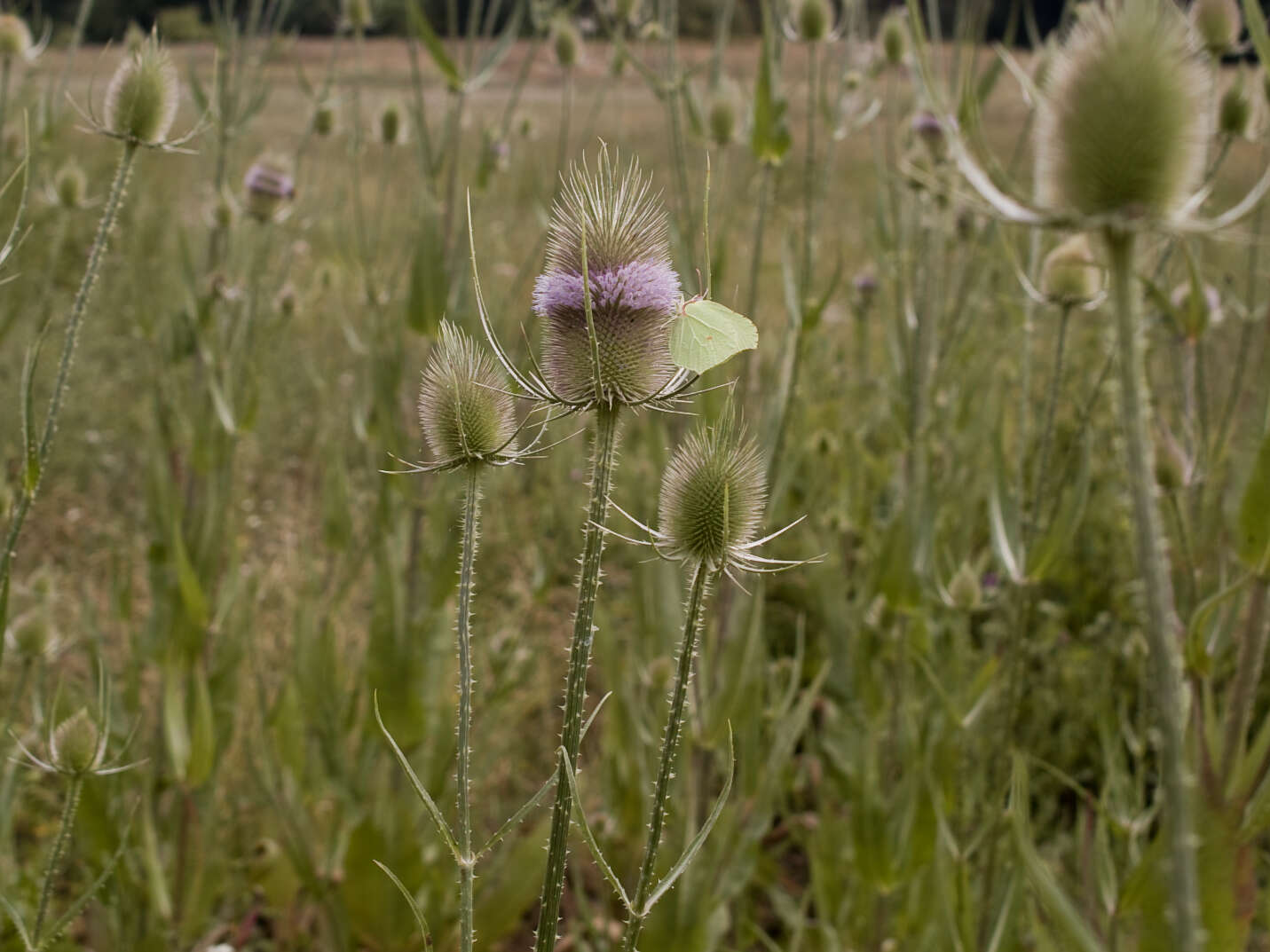 Image of Dipsacus fullonum