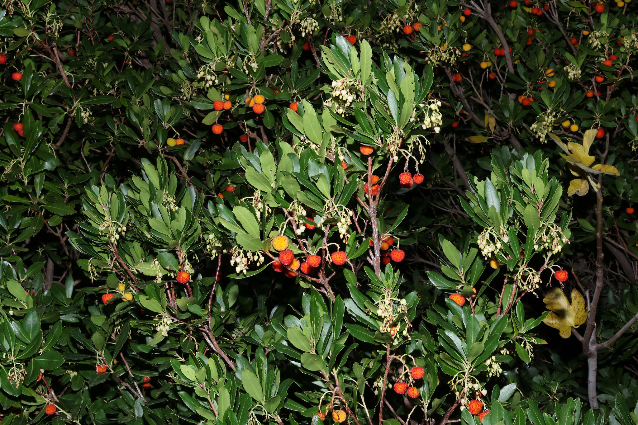 Image of strawberry tree